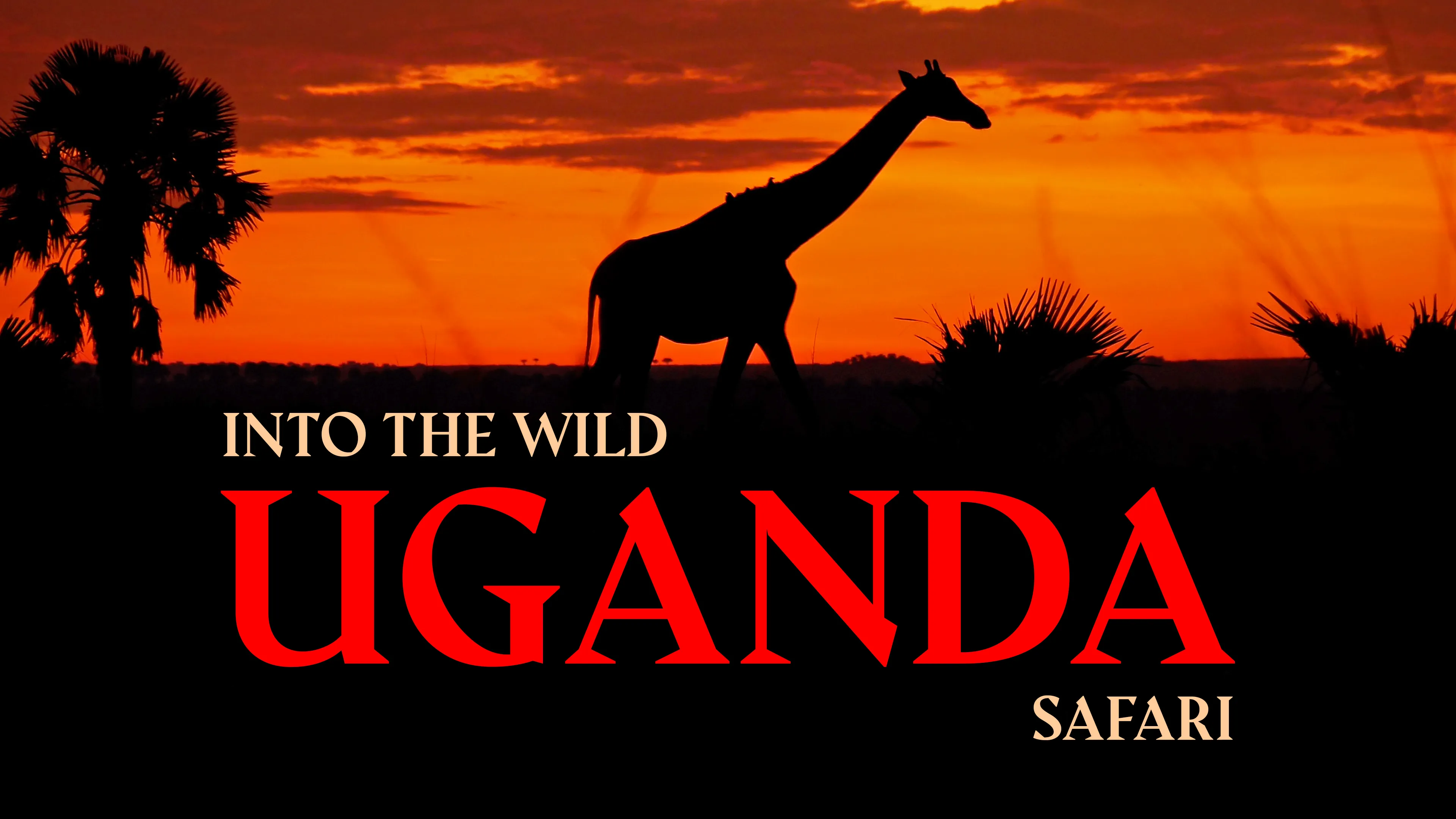 Into The Wild: Uganda Safari poster